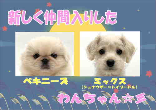 新しく仲間入りしてくれたワンちゃん☆