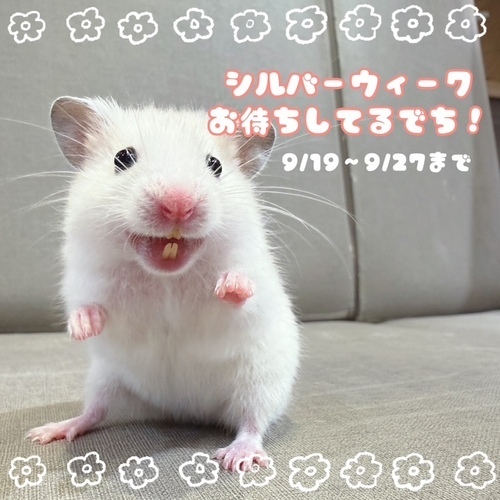 ハムスター